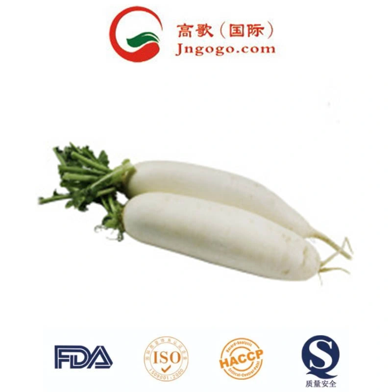 Top Quality New Crop Fresh White Radish Fresh Green Vegetables