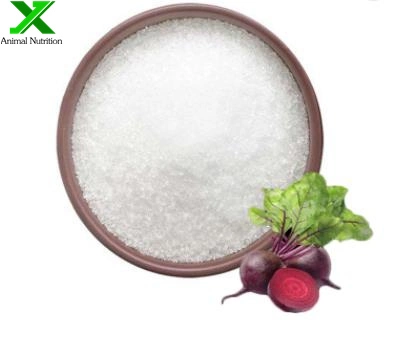 Wholesale/Supplier Bulk CAS107-43-7 Glycine Betaine Powder