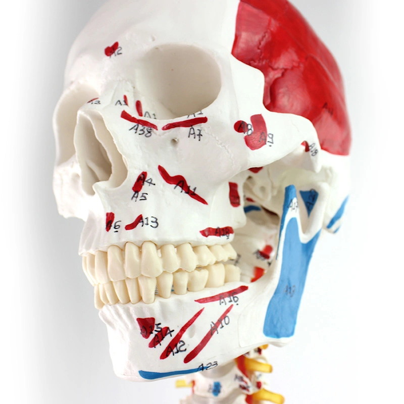 Modelos de ensino médico modelos de ciência esqueleto humano com um lado pintado Músculos do PVC