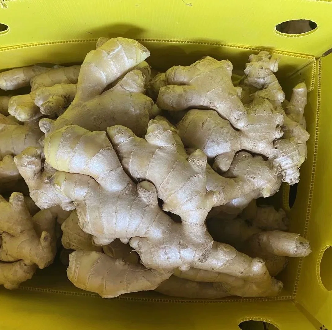 Chinese Fresh Spicy Mature Ginger Sold Directly From The Factory