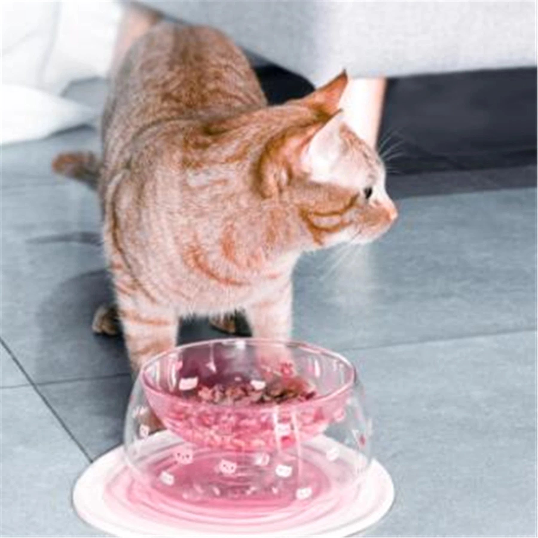 Pawoof Double Glass Wall Cat Food Bowl Stylish Cat Bowl Pet Bowl