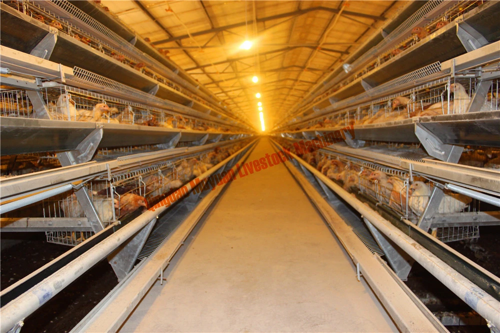 a Type Ladder Chicken Layer Livestock Machinery for Africa Poultry Farms