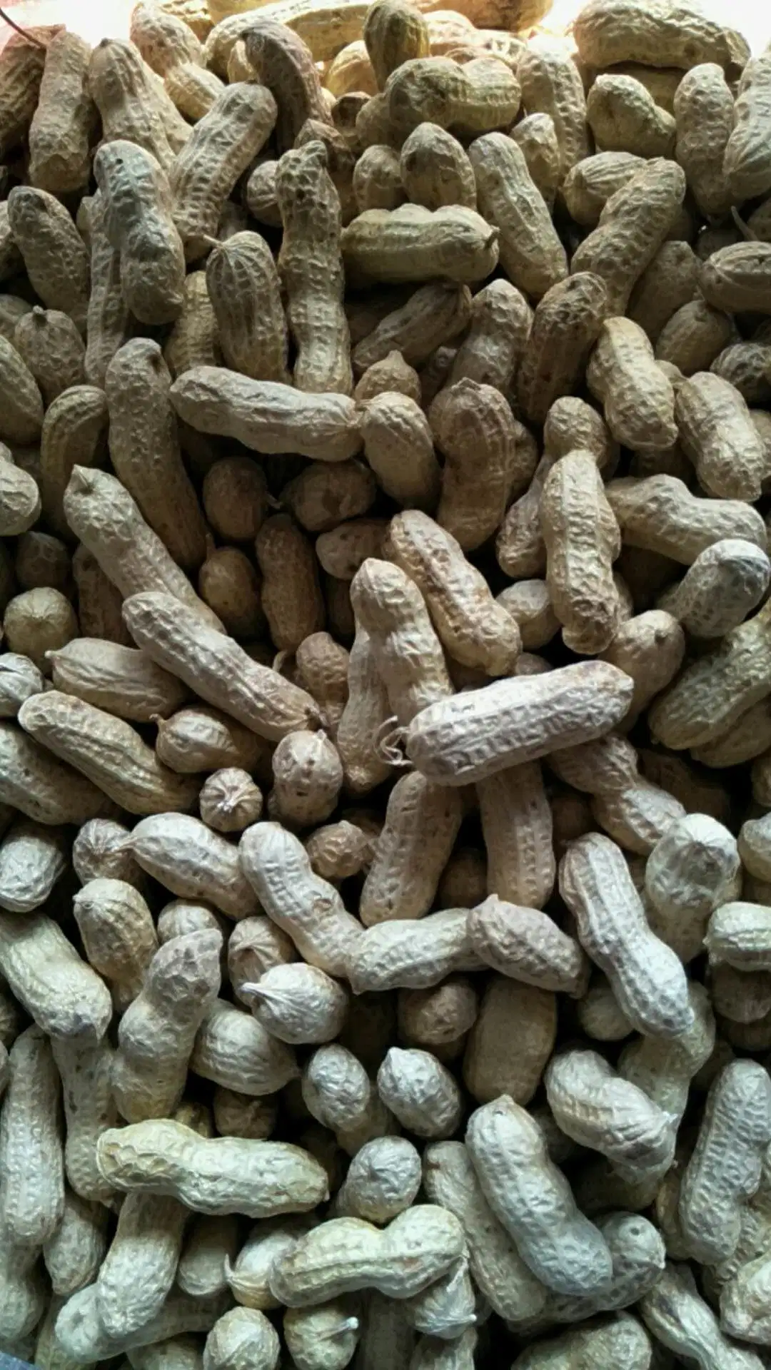 China Groundnut in Shell Washed 9/11 11/13