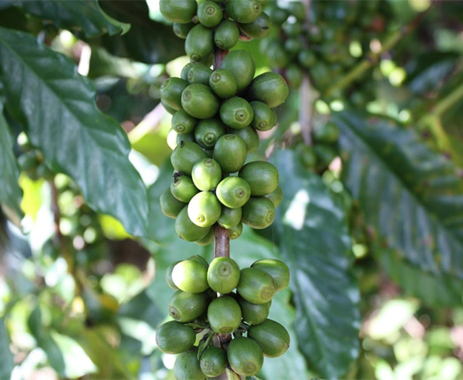 Arabica Coffee Beans Yunnan Coffee Beans with Wholesale/Supplier Price Green Coffee Beans