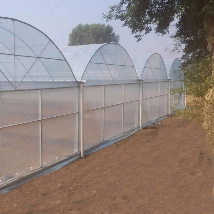 Single Span Insect Net Rain Shelter Plastic Film Greenhouse