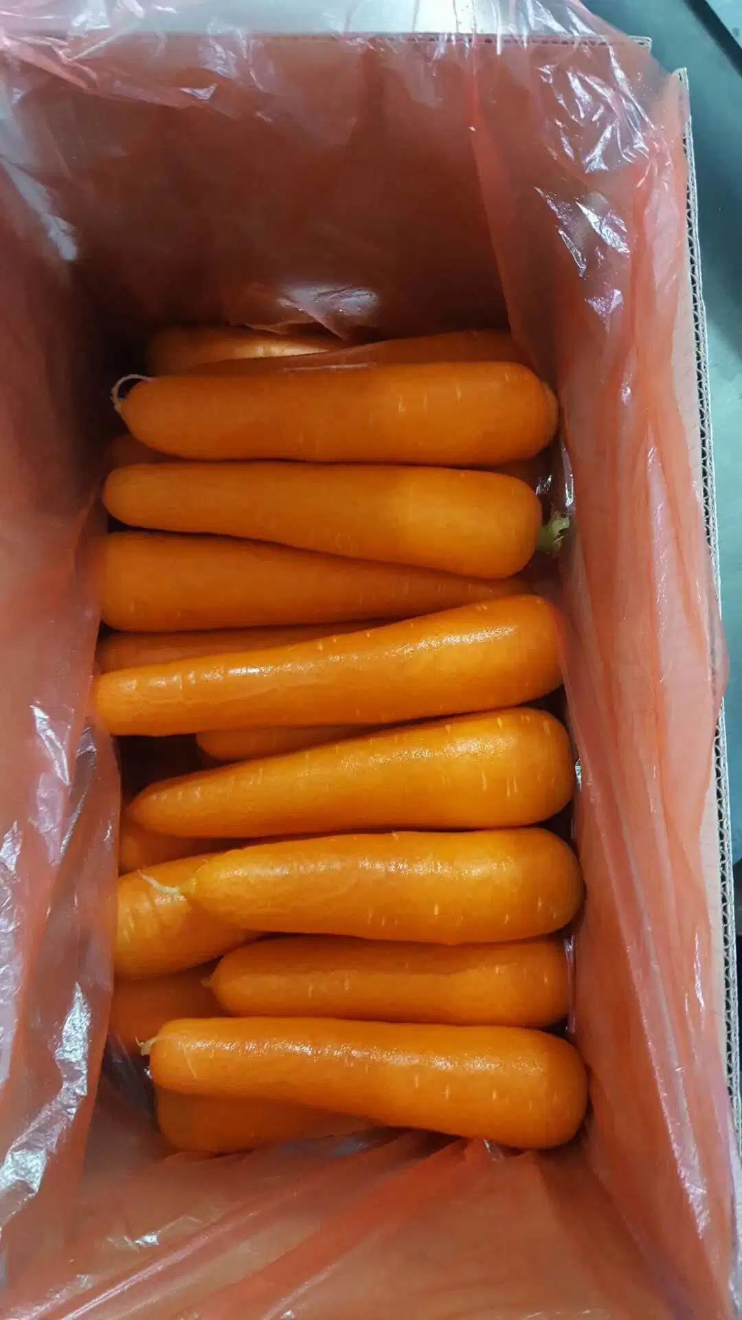 Nouvelle saison bonne qualité S M L Carrot frais