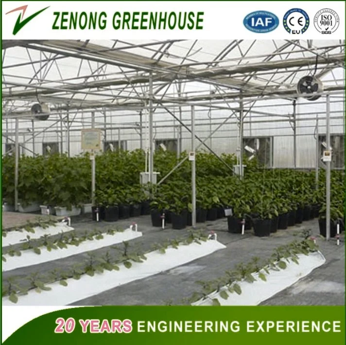 High quality/High cost performance Film Greenhouse Used for Planting Tomato/Cucumber/Pepper etc Vegetables Soilless Cultivation