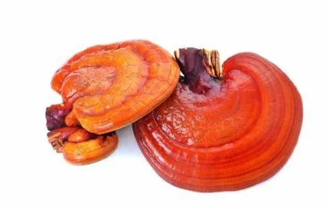 Reishi Pilzpulver