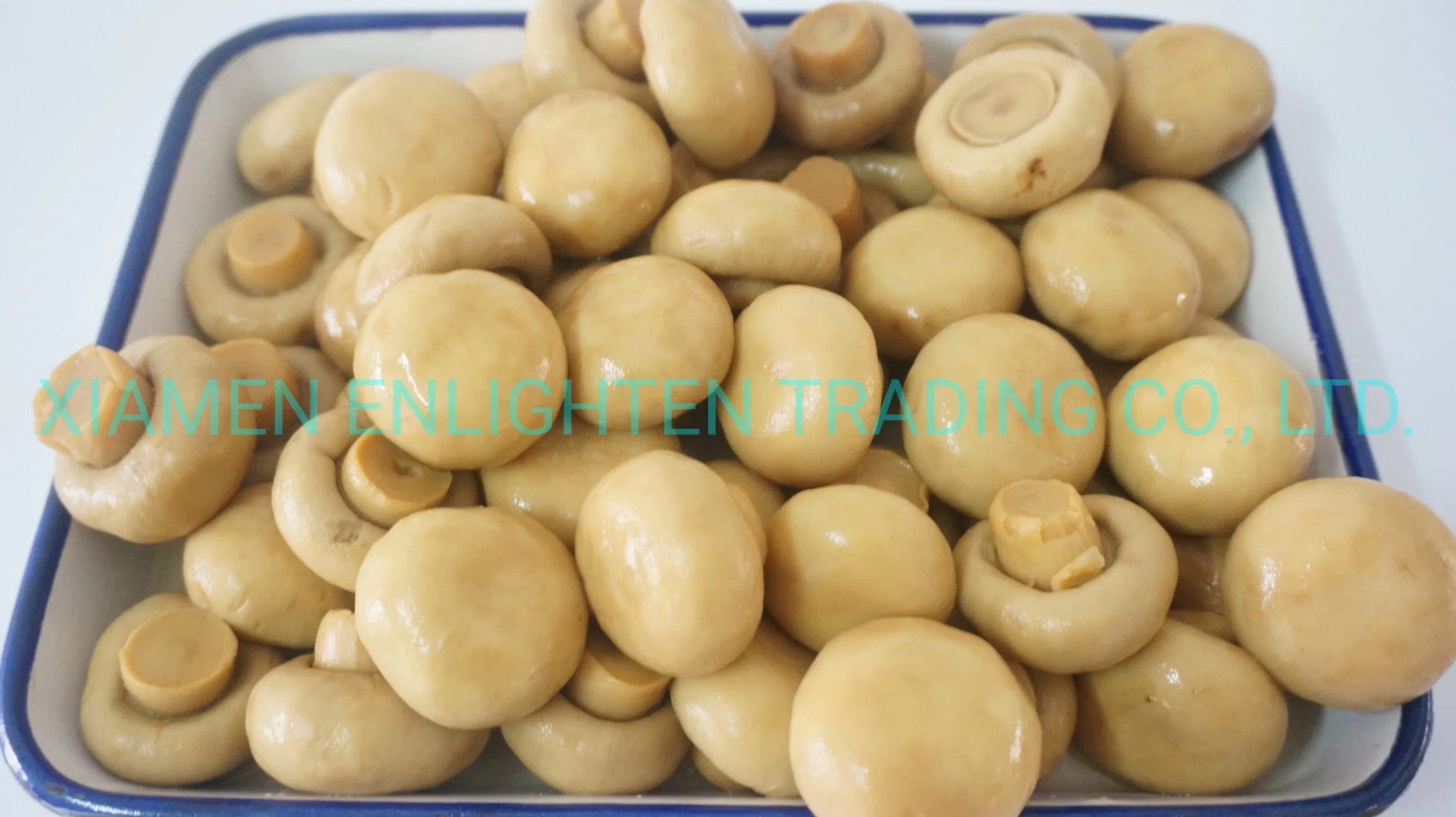 Snow White Champignon / Button Mushroom 184G