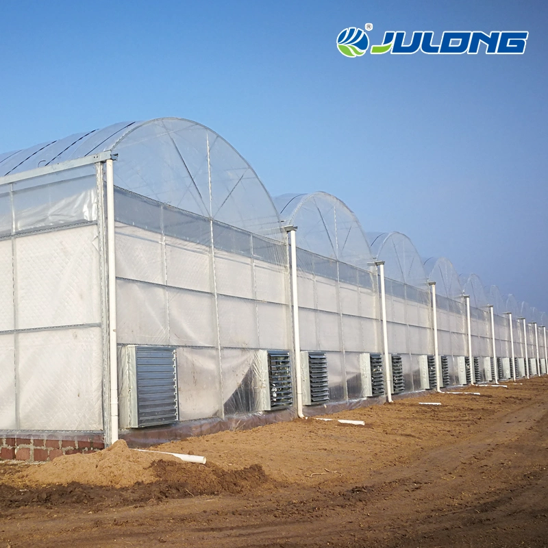 Fabricante China barata película invernadero con el cultivo hidropónico sistema para la siembra de tomate Flor vegetal