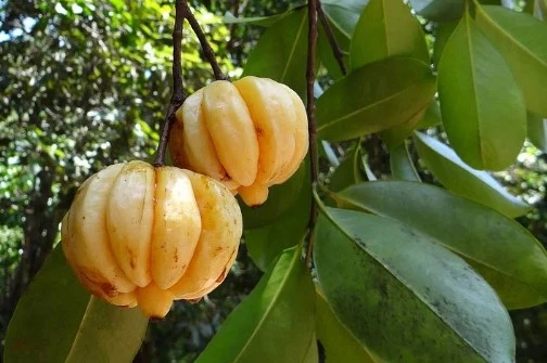 Garcinia Natural Camboja extracto com utilizado para Weight-Losing Produto e cuidados de saúde, produto pulverulento Cinzento Adicionar a cápsula articular e tablets