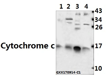 CE, la norme ISO9001 Approuvé cytochrome c (H19) anticorps polyclonal