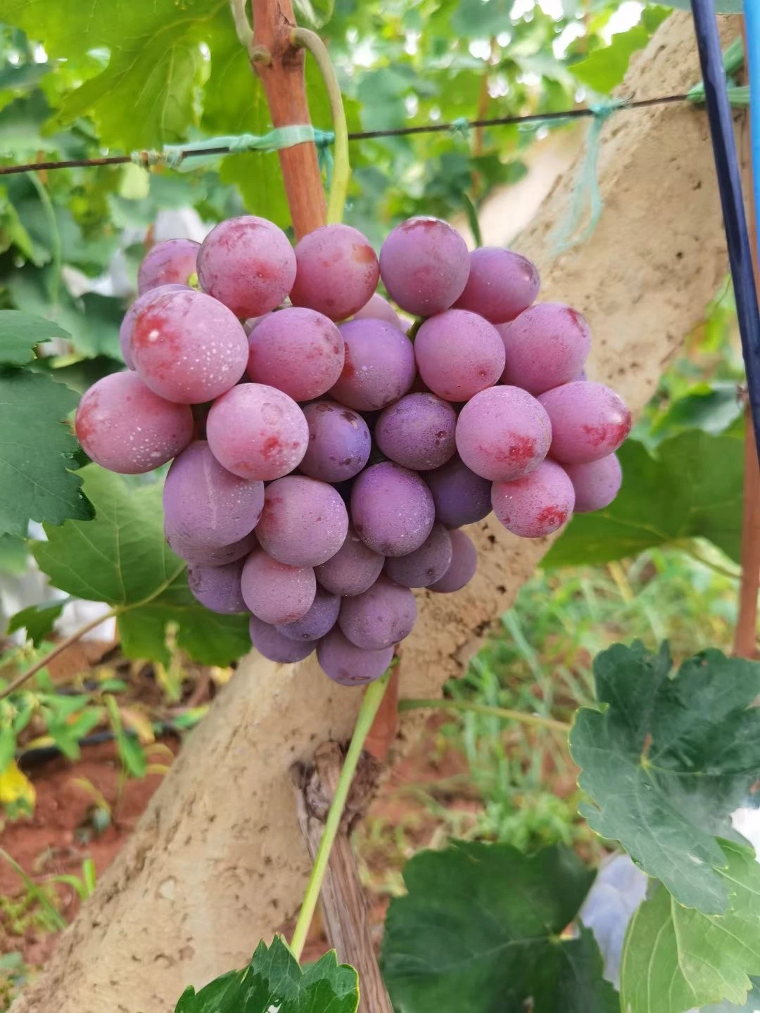 Hot Sell Fresh Sweet Chinese Red Grapes