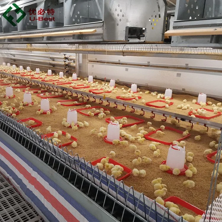 Alimentateur automatique à chaîne pour l'équipement avicole des éleveurs de poulets.
