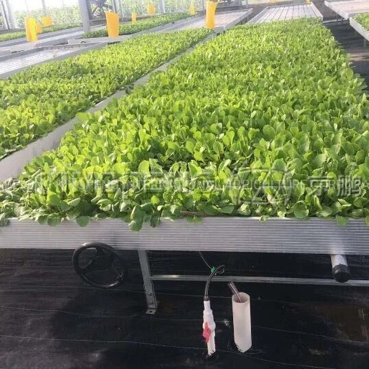 Hot-DIP Galvainzed Steel Structure Covering Film/Poly Greenhouse for Vegetable/Iceberg Lettuce/Romania Lettuce/Boston Lettuce/Chicory/Curly Endive Lettuce