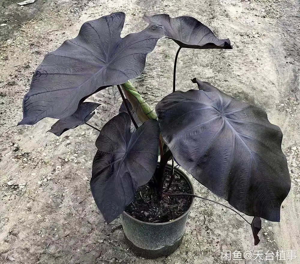 Plantes réel Colocasia corail noir de l'ornement intérieur fournisseur