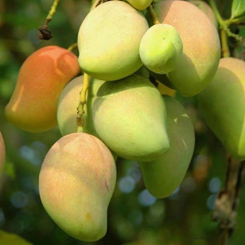 Mango Fruit Seedlings Garden Nursery Wholesale Taiwan Province Mangifera Indica Mango Tree