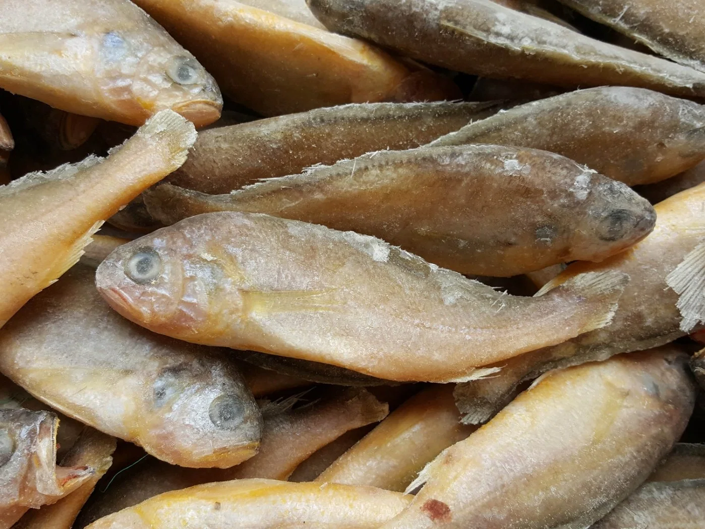 Frozen China Yellow Croaker Fish