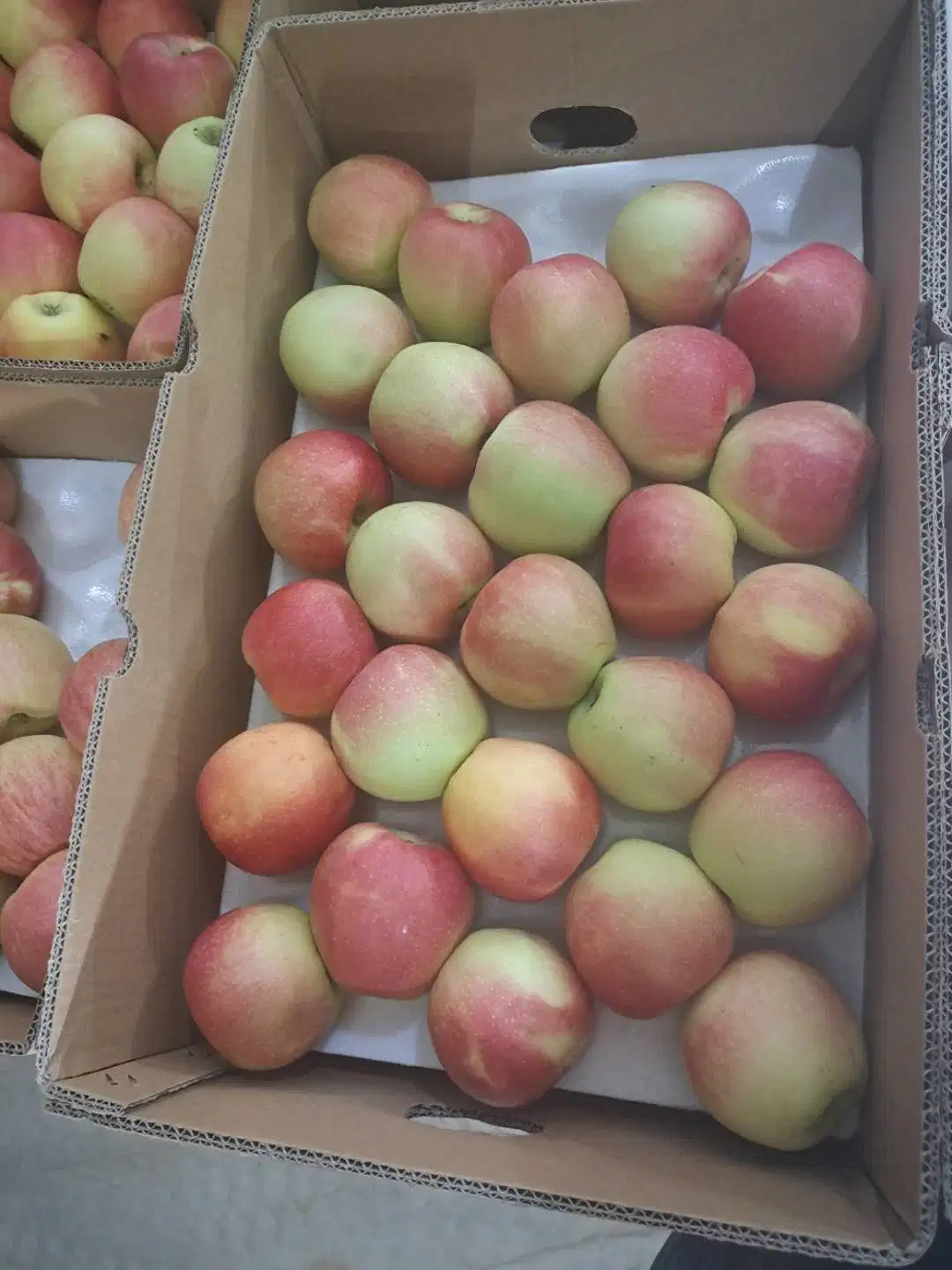 China Fresh Red Huaniu/Golden Delicious/Gala/Qinguan/ FUJI Apple