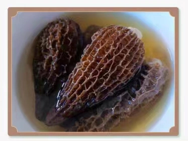 أعلى جودة موريل موشروور الأعشاب الطبيعية لذيذ Morchella Conica