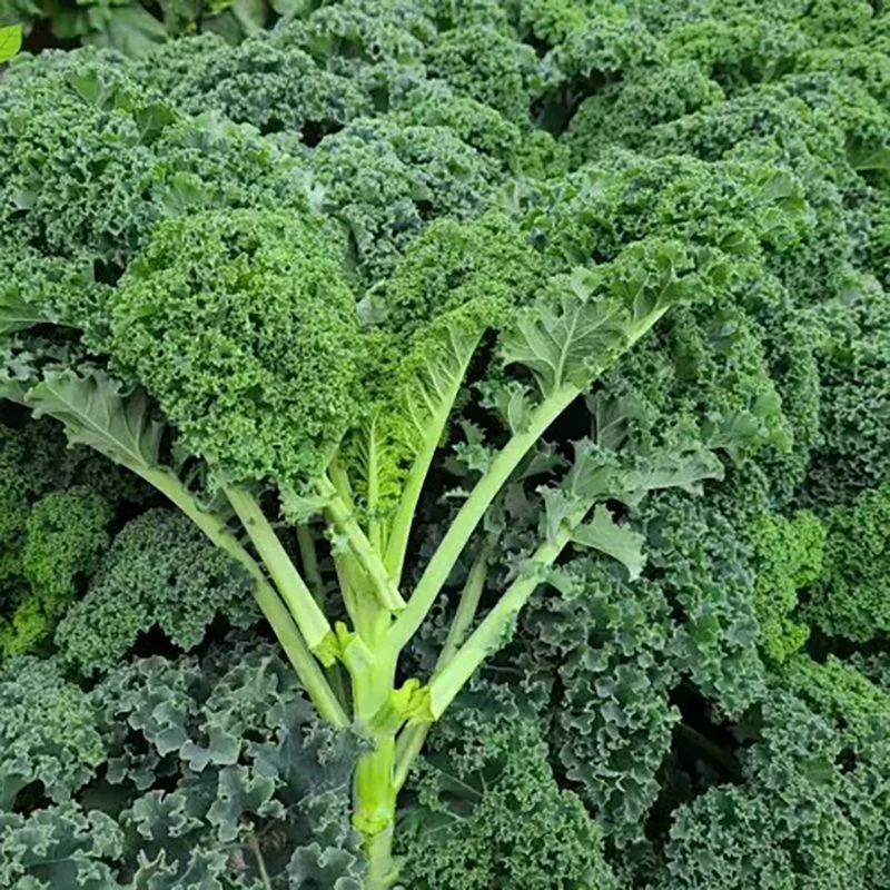 Breite Liangyun Frontale Kale Samen, Brassica Oleracea Var. Sabellica L.