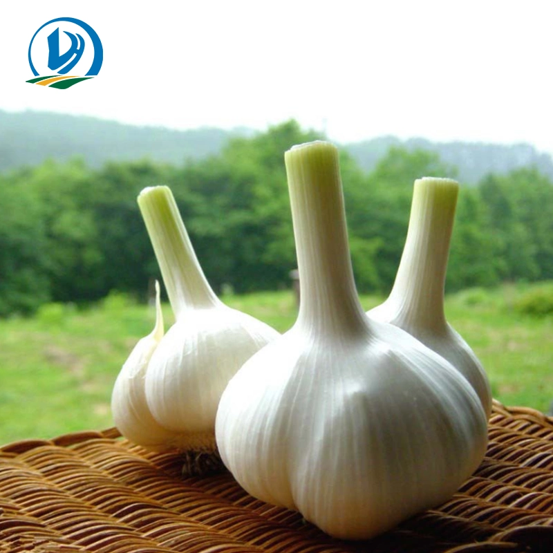 High Quality Feed Grade 25% Allicin / Garlic Powder / Garlic Oil