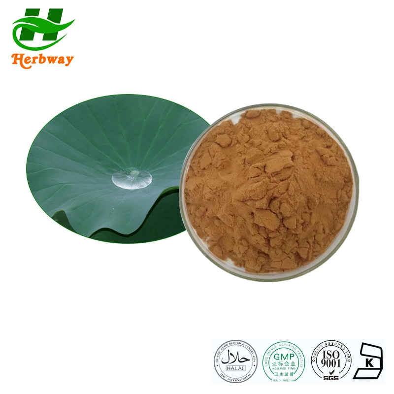 Herbway Top Ventas Lotus Leaf polvo Nuciferine Nelumbo nucifera Extracto Extracto de hojas de loto Extracto de Folio Nelumbinis polvo 100% Loto puro Polvo