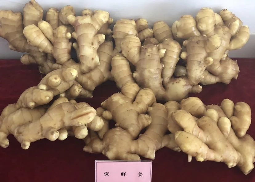 Chinese Selected Organic Yellow Air Dry Ginger Fresh Ginger Organic Garlic