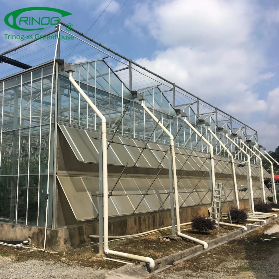 Large farm used  pepper hydroponics system for vegetable farm