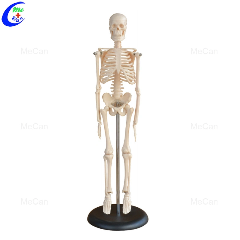 Cheap Price 85cm 45cm Mecan Medical Science 180cm Human Skeleton Model Anatomy