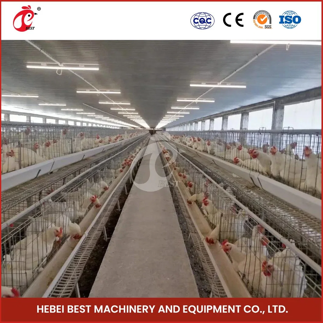 Bestchickencage a Type Layer Cage China Layer Coop Layer Cage Factory OEM Custom Chicken Cages Egg Layer 2000 Configuration Solar Panel Chicken Coop Heater