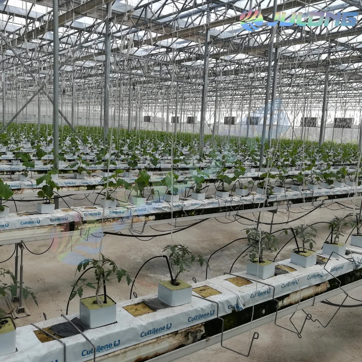 Cost-Effective PC Sheet Greenhouse for Tomato Hydroponic Growing in Middle Asia Area