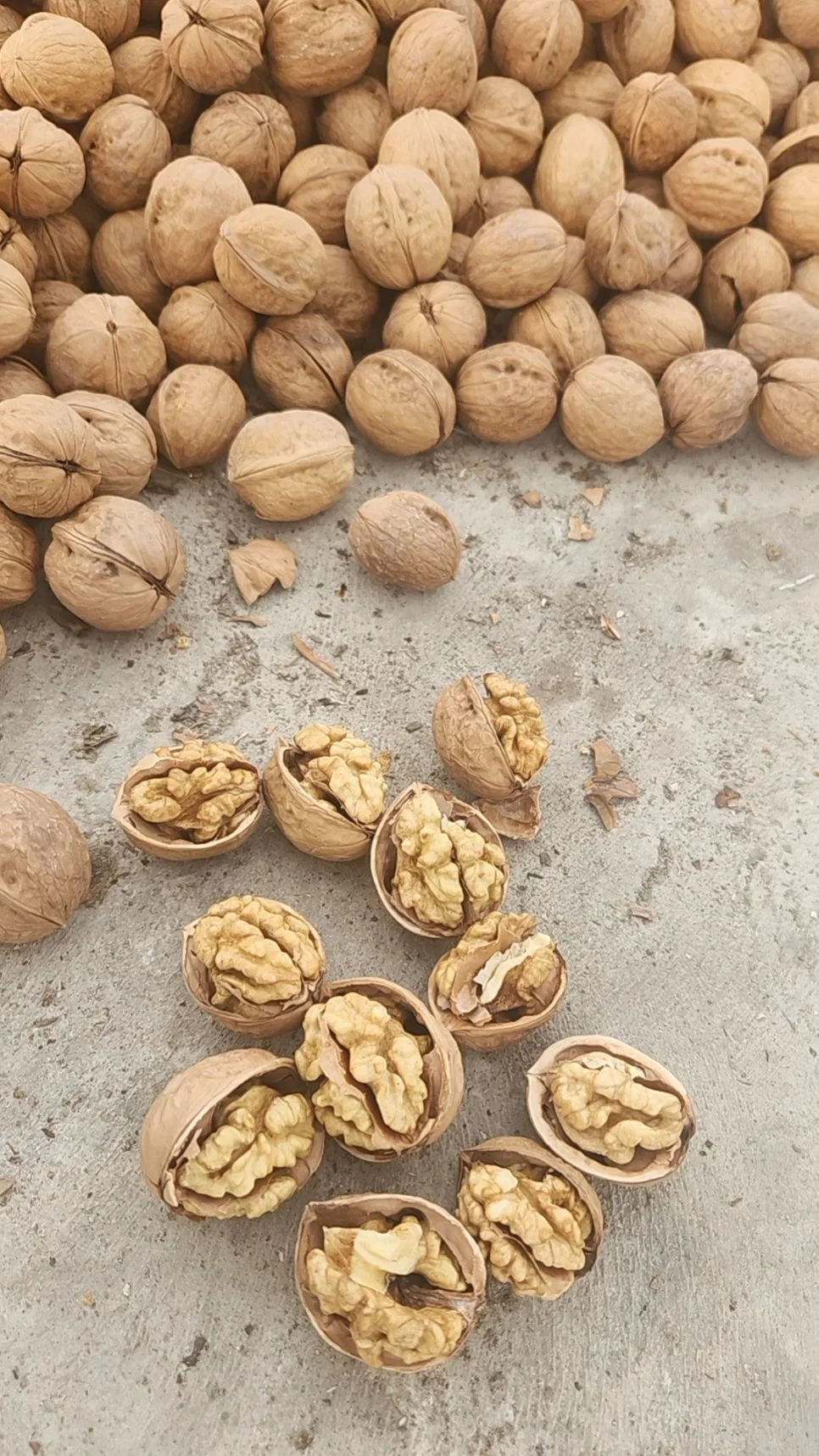 Chinese Xinjiang Extra Light Halves Walnut Kernel Walnut 185 Inshell