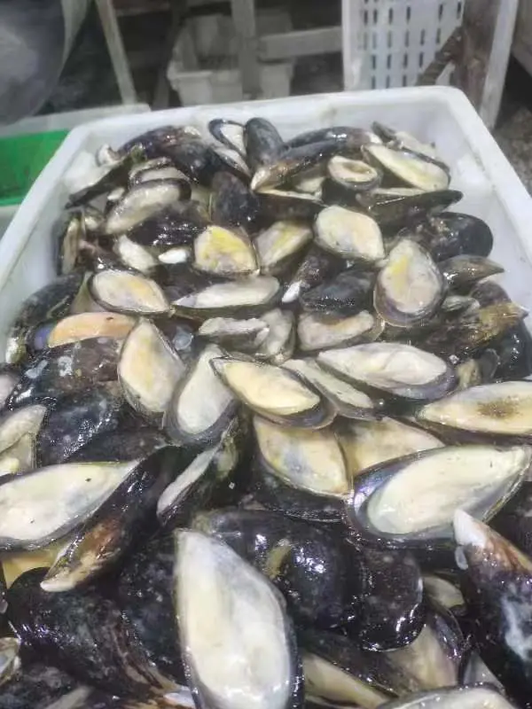 Fruits de mer surgelés moule à demi-coquille cuit aux mollusques