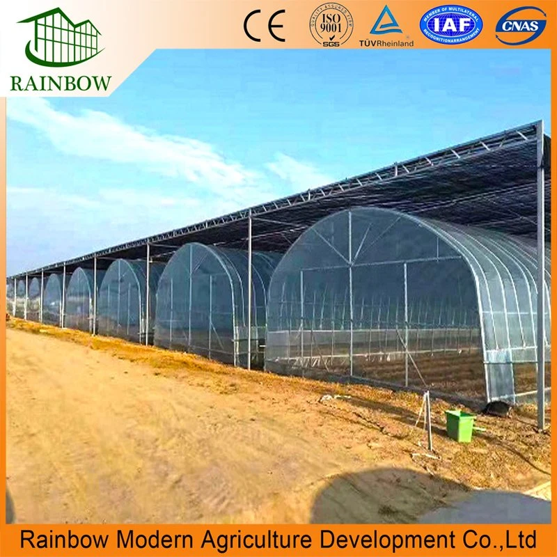 Agriculture Single-Span Arch Type Film Garden Greenhouse with Hydroponics Growing System for Agriculture/ Poultry/ Vegetables/ Tomatoes/ Strawberry