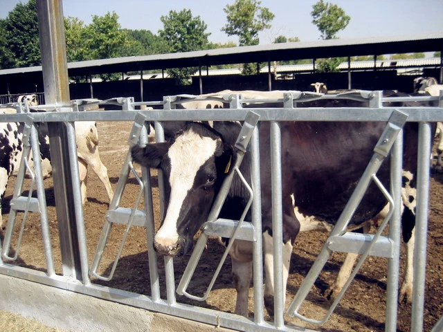 Hot Dipped Galvanized Cattle Headlock Panels