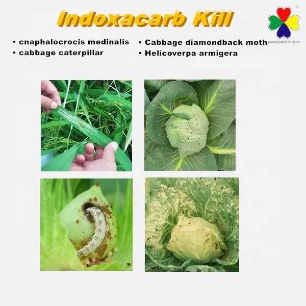 144171-61-9 Heißer Verkauf Bio-Pestizid Insektizid Indoxacarb 95% Tc Pulver Prezzo