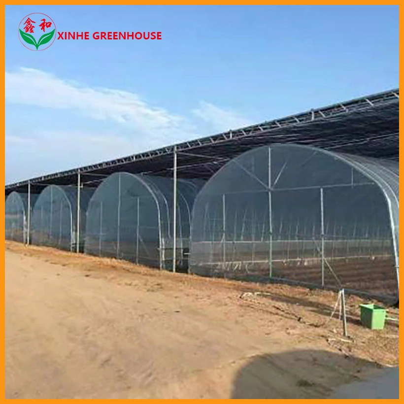 Factory Round Pipes Customized Film Multi Tunnel Vegetable Green House