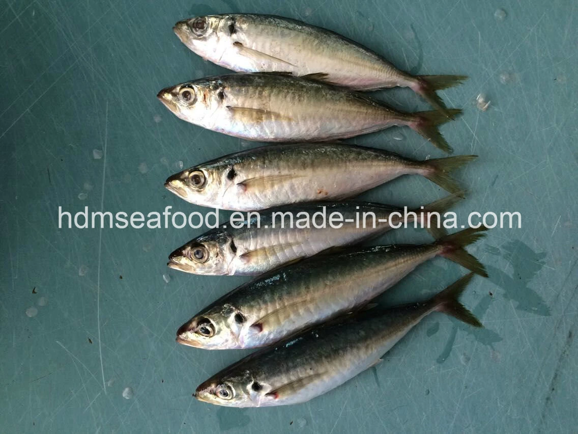 Fourniture de produits aquatiques de poissons congelés Chinchard