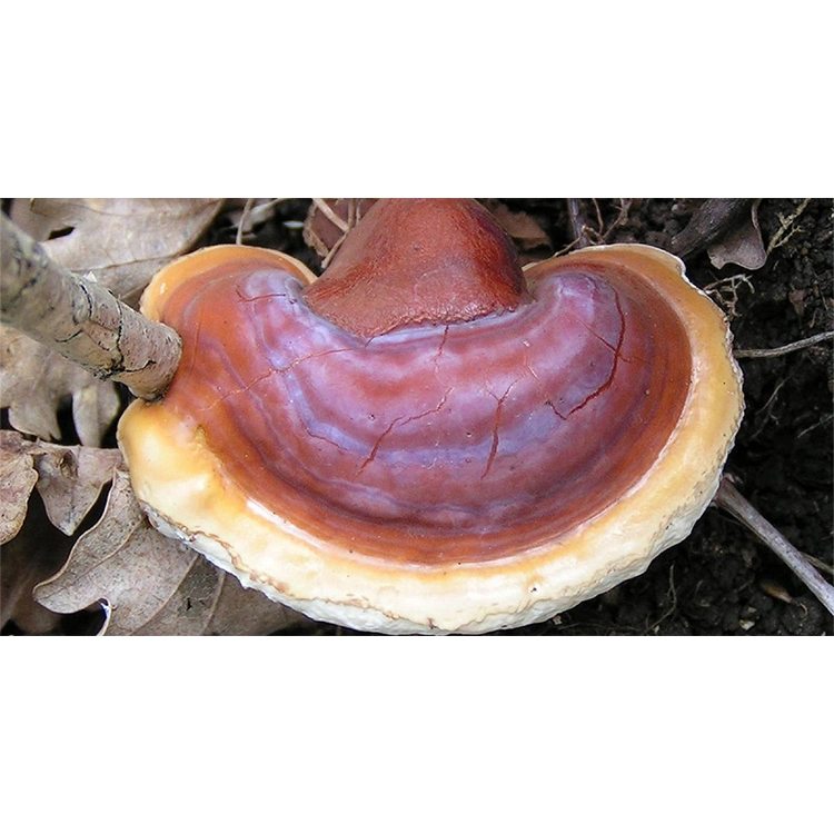 Soluble en agua Extracto Orgánico Reishi Mushroom Ganoderma Lucidum Milagro de polvo Extracto de setas Reishi Booster