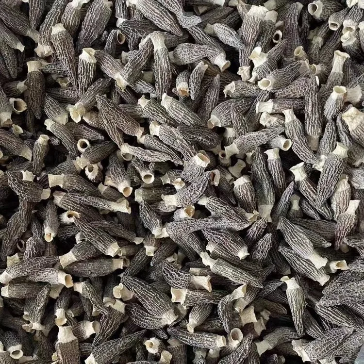 Wholesale/Supplier Dried Morel Morchella, proveedor de China