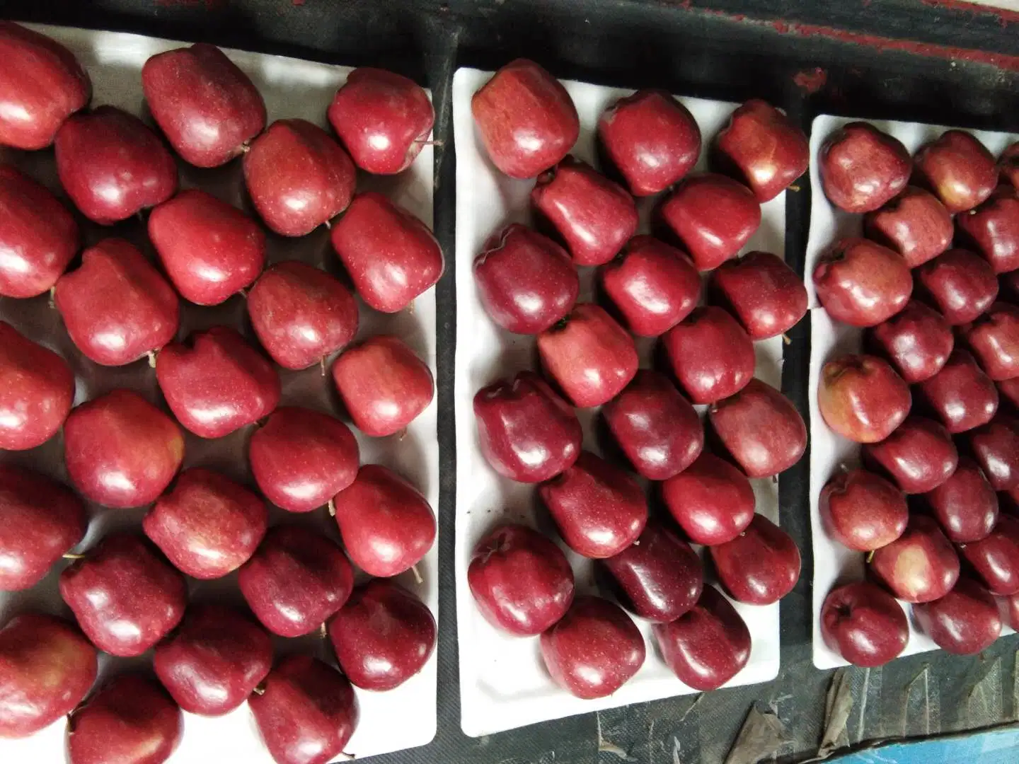 Fresh Chinese Red Delicious /Huaniu Apples