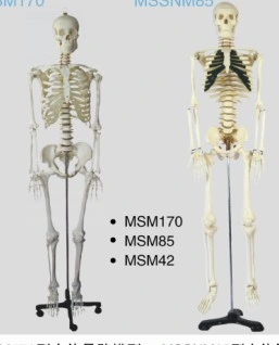 Acupuncture Model for Medical Education