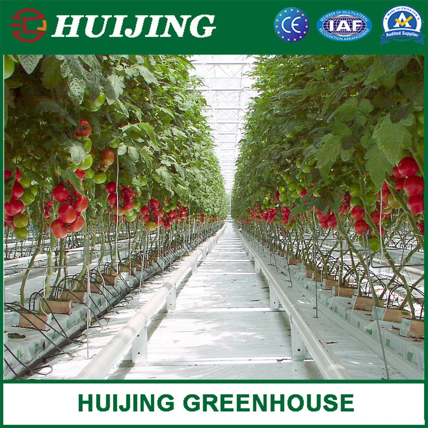 Hot Sale Agricultural Polycarbonate Greenhouse for Hydroponics/Nursery