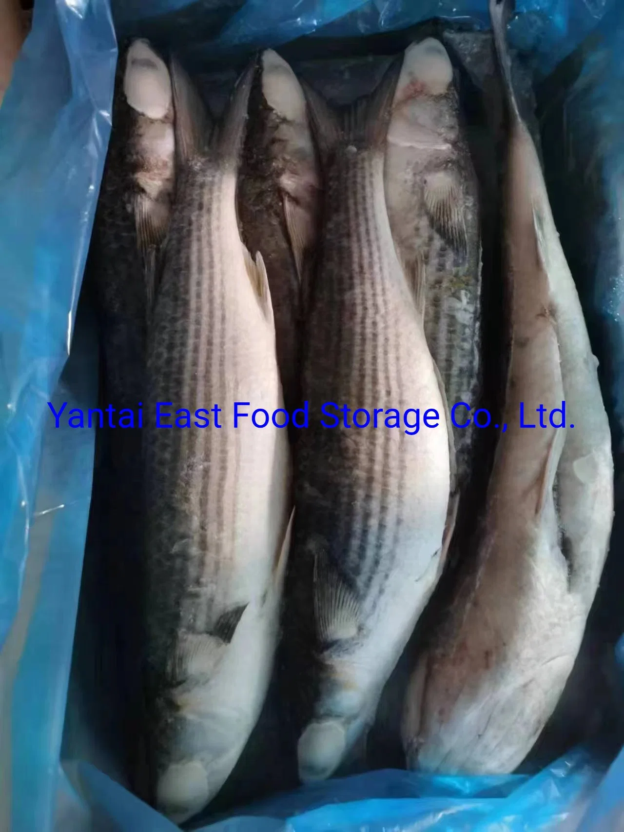 Congelados, de calamar Illex argentinus, Todarodes Pacificus, gigas, el corcón, desmenuzado, Tilapia Calamar