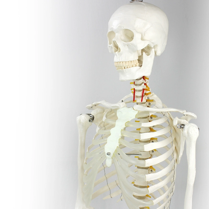 Popular Design Model of The Skeleton (Plastic PVC)