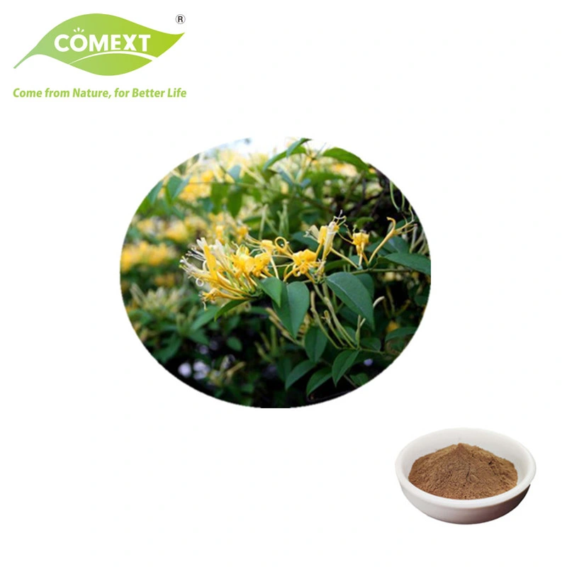 Extrato vegetal natural extrato de flor de Honeysuckle Lonicera Japônica ácido Chlorogenic Para Suplemento de Saúde