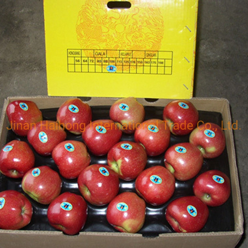 El chino FUJI dulce de manzana manzana roja para la venta con precios baratos