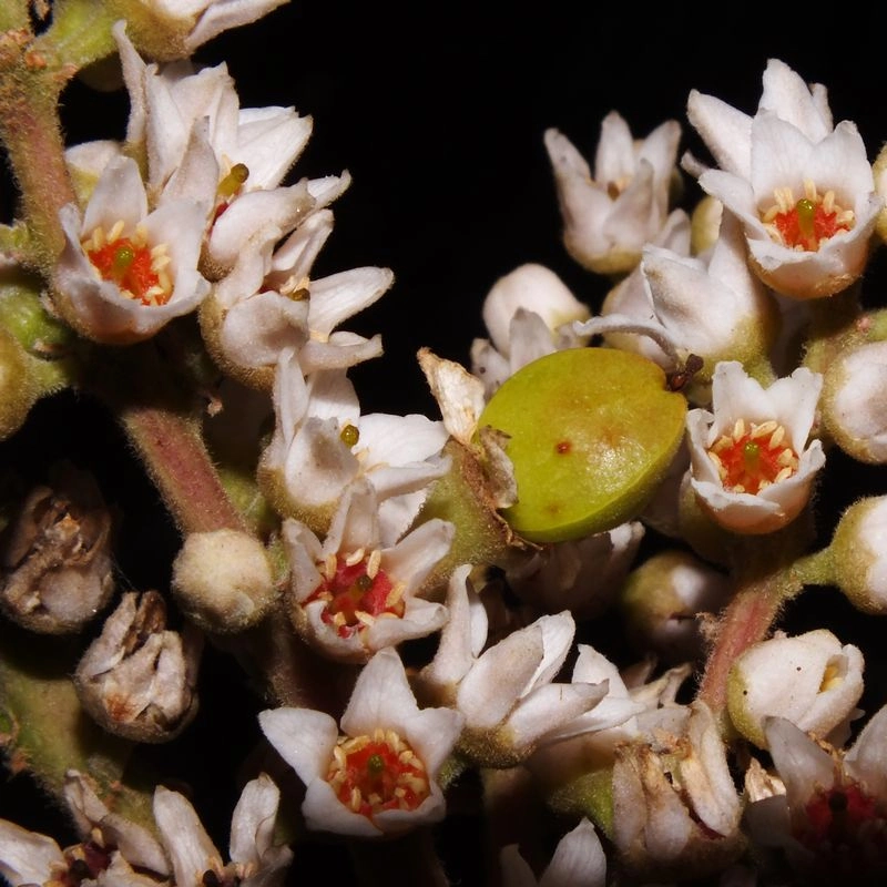 Extracto de hierbas Aditivos alimentarios ácido boswélico/ polvo de extracto de serrata de Boswellia/ Incienso