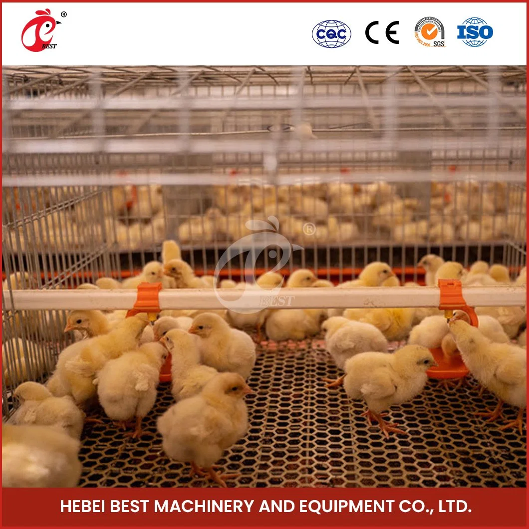 Bestchickencage a Type Chicken Pullet House Cage Breeder Cage China Superior Pullet Chicks Coop Supplier OEM Customized PP Material Modern Chicken House